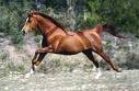 il galop bien